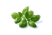 Smart Home - Älykoti - Click & Grow Click and Grow - Smart Garden Refill 3-pack - Basil (SGR3X3) - SGR3X3