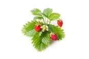 Smart Home - Älykoti - Click & Grow Click and Grow - Smart Garden Refill 3-pack - Wild Strawberry (SGR24X3) - SGR24X3