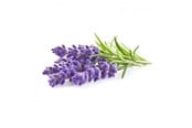 Smart Home - Älykoti - Click & Grow Click and Grow - Smart Garden Refill 3-pack - Lavender (SGR30X3) - SGR30X3
