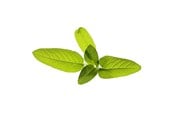 Smart Home - Älykoti - Click & Grow Click and Grow - Smart Garden Refill 3-pack Garden Sage - SGR7X3