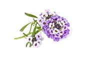 Smart Home - Älykoti - Click & Grow - Smart Garden Refill 3-pack Sweet Alyssum - SGR35X3