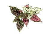 Smart Home - Älykoti - Click & Grow - Smart Garden Refill 3-pack - Polka Dot Plant (SGR48X3) - SGR48X3