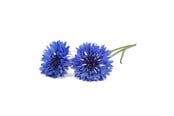 Smart Home - Älykoti - Click & Grow Click and Grow - Smart Garden Refill 3-pack Cornflower - SGR36x3