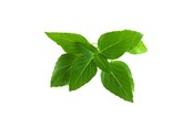Smart Home - Älykoti - Click & Grow Click and Grow - Smart Garden Refill 3-pack Thai Basil - SGR37X3