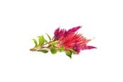 Smart Home - Älykoti - Click & Grow Click and Grow - Smart Garden Refill 3-pack Cockscomb - SGR4X3