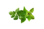 Smart Home - Älykoti - Click & Grow Click and Grow - Smart Garden Refill 9-pack Basil Variety Mix - PPMBVX9