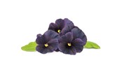 Smart Home - Älykoti - Click & Grow Click and Grow Smart Garden Refill 3-pack - Black Pansy - SGR61x3