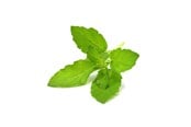 Smart Home - Älykoti - Click & Grow Click and Grow Smart Garden Refill 3-pack - Holy Basil - SGR66X3