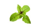 Smart Home - Älykoti - Click & Grow Click and Grow Smart Garden Refill 3-pack - Cinnamon Basil - SGR71X3
