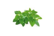 Smart Home - Älykoti - Click & Grow Click and Grow Smart Garden Refill 3-pack - Catnip - SGR29X3