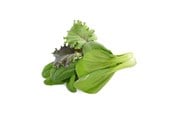 Smart Home - Älykoti - Click & Grow Click and Grow Smart Garden Refill 9-pack Asian Cu - PPMACX9