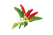 Smart Home - Älykoti - Click & Grow Click and Grow Smart Garden Refill 3-pack - Red Hot Chili Pepper - SGR52X3