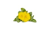 Smart Home - Älykoti - Click & Grow Click and Grow Smart Garden Refill 3-pack - Calendula - SGR88X3