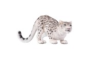 Hahmot - Mojo - Wildlife Snow Leopard - 387243