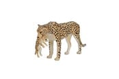 Hahmot - Mojo - Wildlife Cheetah Female with Cub - 387167 - 387167