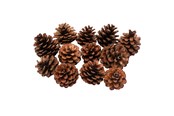 Askartelu- ja taidetarvikkeet - Colorations - Pine Cones 12pcs. - 38WD03