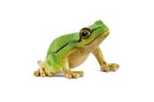 Schleich - Schleich Euroopan puusammakko - 14882