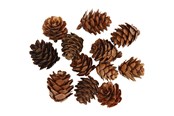Askartelu- ja taidetarvikkeet - Creativ Company - Larch cones 12 pcs. - 50250