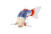 Hahmot - Mojo Sealife Koi Carp - Asagi Koi - 381100