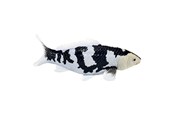 Hahmot - Mojo Sealife Koi Carp - Shiro Utsuri Koi - 381102