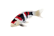 Hahmot - Mojo Sealife Koi Carp - Showa Sanshoku Koi - 381103