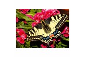 Palapelit - Ravensburger Jigsaw puzzle Colorful Animals Butterfly 500 pcs. Lattia - 12001335