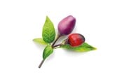 Puutarhatyökalut - Click & Grow Smart Garden 9-pack refill - Purple Chili Pepper - SGR46X9