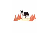 Koirat - Pawise - Agility Training Set 30 cm - 636.9010