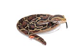 Pehmolelu - Wild Republic Plush Toy Living Earth Snakes 152 cm Burmese Python - 29347