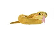 Pehmolelu - Wild Republic Plush Toy Snakes 137 cm Eyelash Viper Yellow - 28410