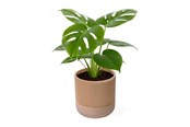 Sisustus - Simiu GROWLOFT - Flower Pot Shelter With Drip Tray - Ivory - 8.2cm high - 5714255012125