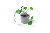 Sisustus - Simiu CLAYLA - Flower pot cover 11.5 cm in diameter - 5714255012217