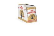 Kissat - Royal Canin British Shorthair packet 12x85g - 9003579001240