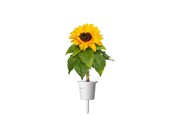 Puutarhan kastelu - Click & Grow Plant Pods 3-Pack - Mini Sunflowers - Yellow - SGR65X3
