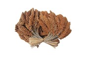 Linnunruoka, välipalat & vitamiinit - Hobby First Røde hirsekolber 25 kg - 0599