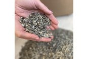 Linnunruoka, välipalat & vitamiinit - Natural Stribet solsikke - dobbeltrensede 15 kg - 0567