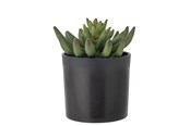 Sisustus - Bloomingville Echeveria - 82061505