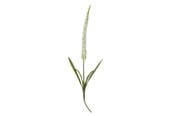 Sisustus - Bloomingville Foxtail - 82061511