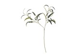 Sisustus - Bloomingville Eucalyptus - 82061519
