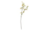 Sisustus - Bloomingville Hawthorn - 82061509