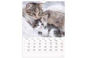Kalenteri - Mayland Vægkalender Katte 2027 - 27066300