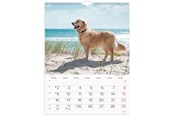 Kalenteri - Mayland Vægkalender Hunde 2027 - 27066320