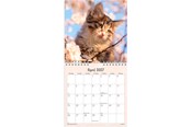 Kalenteri - Mayland Vægkalender mini Kattekillinger 2027 - 27066400