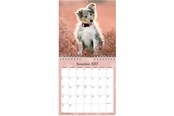 Kalenteri - Mayland Vægkalender mini Hundehvalpe 2027 - 27066410