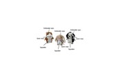 Koirat - Party Pets Sekoitus Fretti, Kani, Dalmatialainen 18 cm - 87962