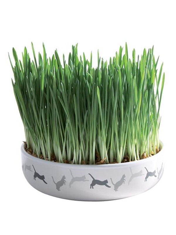 Trixie Ceramic Bowl with Cat Grass ø 15 x 4 cm