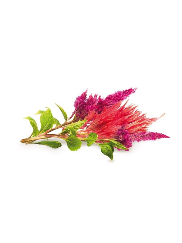 Click & Grow Smart Garden refill Celosia 3-pack
