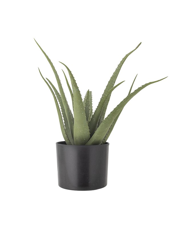 Bloomingville Aloe