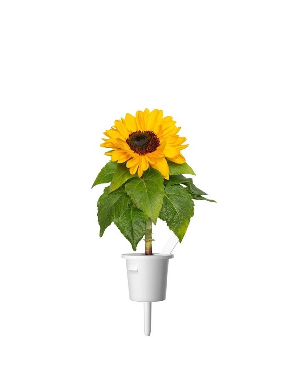 Click & Grow Plant Pods 3-Pack - Mini Sunflowers - Yellow