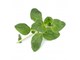 VLIN-A10-Ori00C